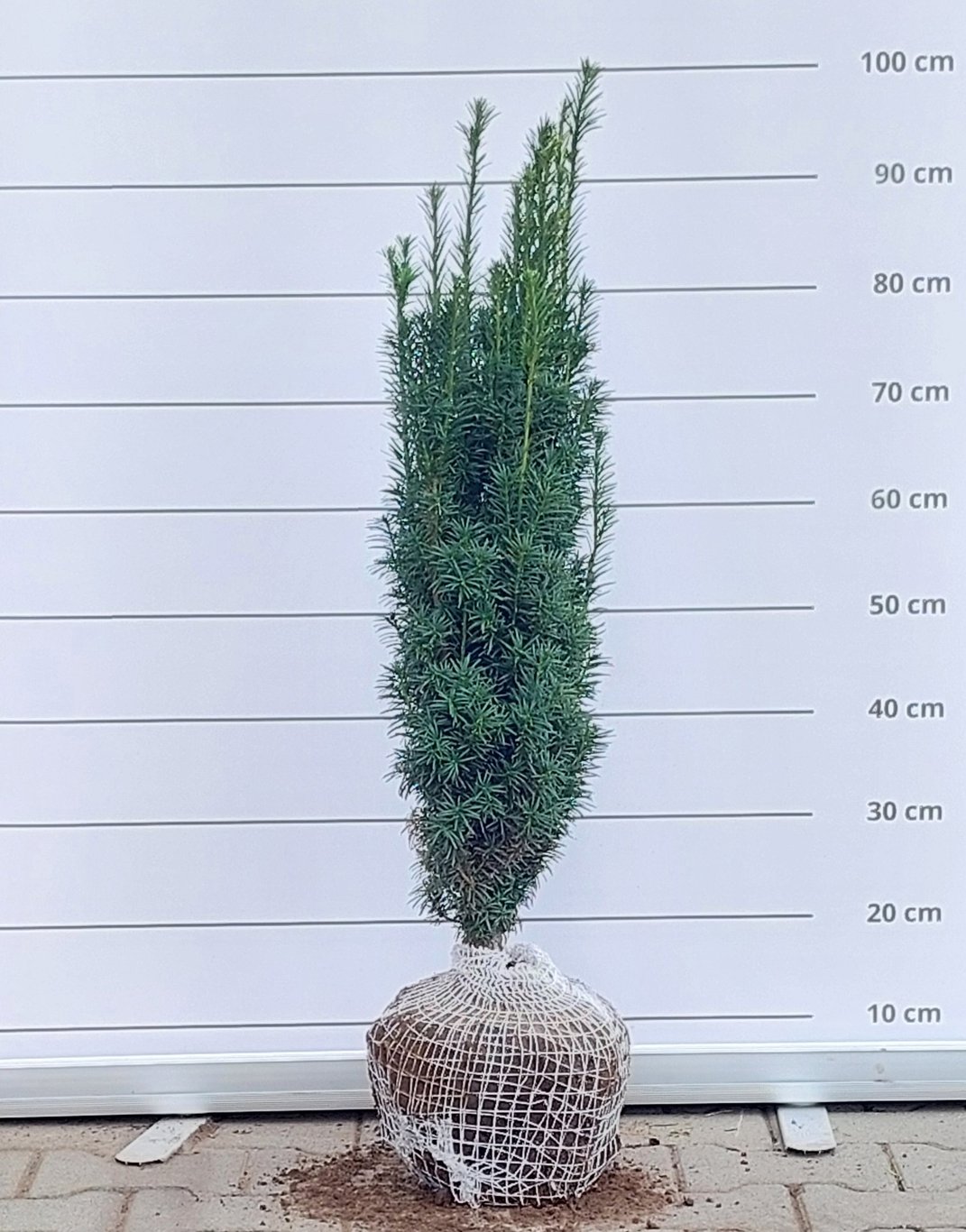 Taxus b. 'Fastigiata' - 70-80 CM RB